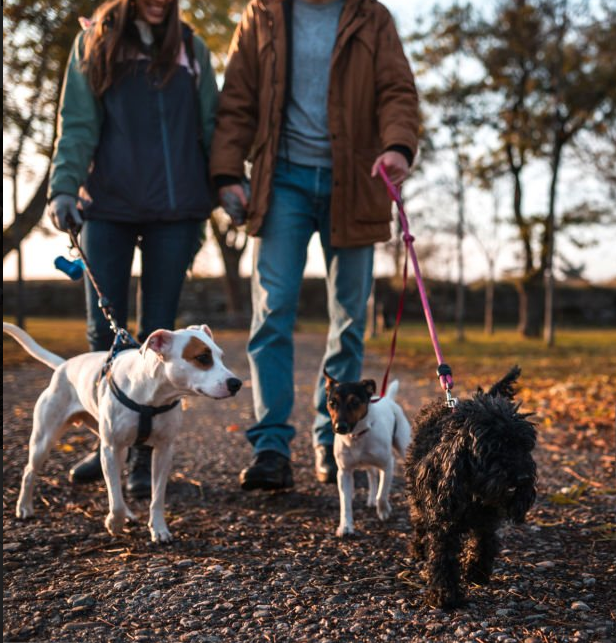 2 dog walkers walking 3 dogs