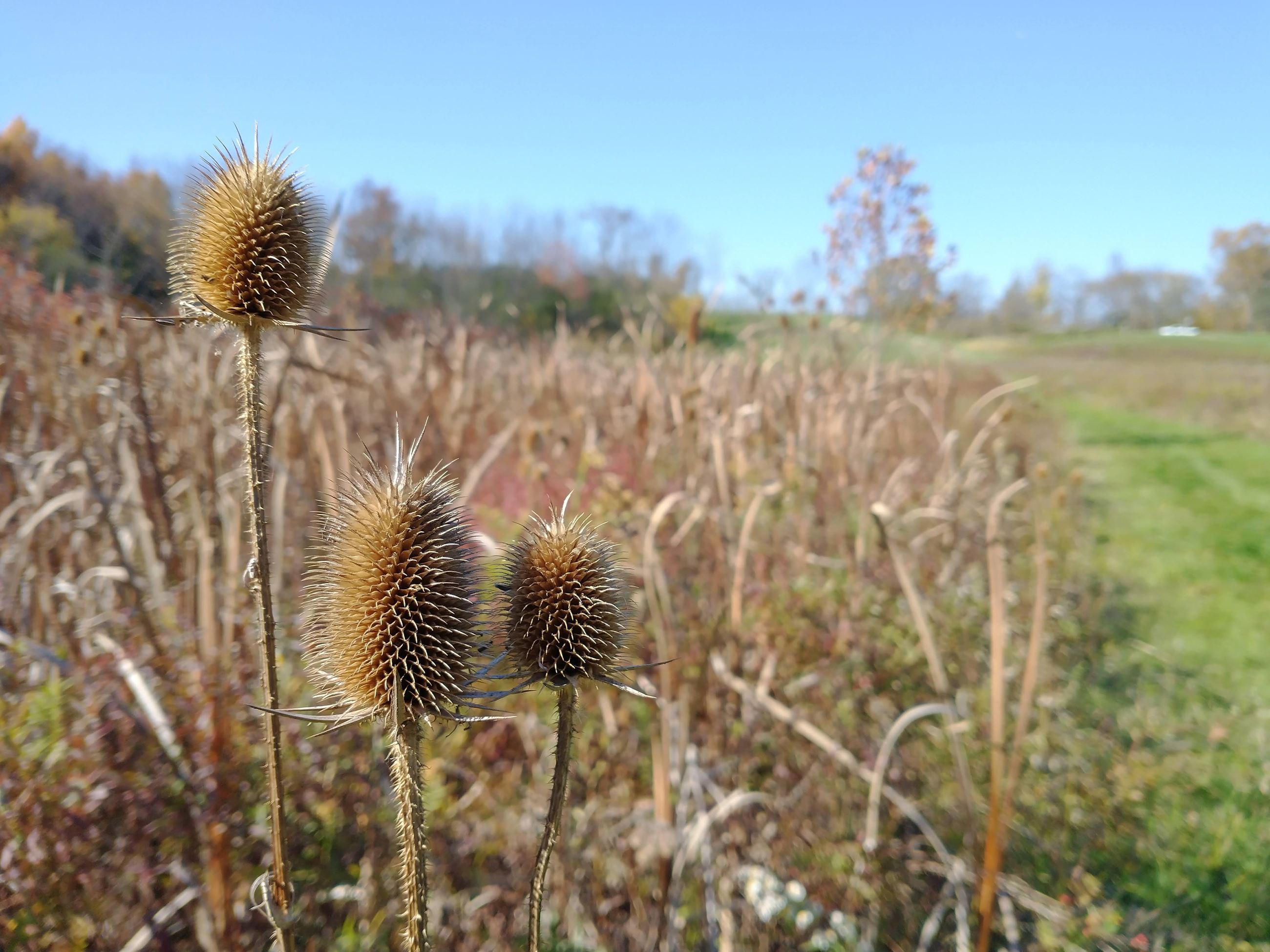 Guilderland Parks Pcture of a Burdock in the Fall
