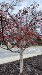 Hawthorn along RT 20